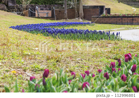 馬見丘陵公園　満開の桜とチューリップ と春の花々 112996801