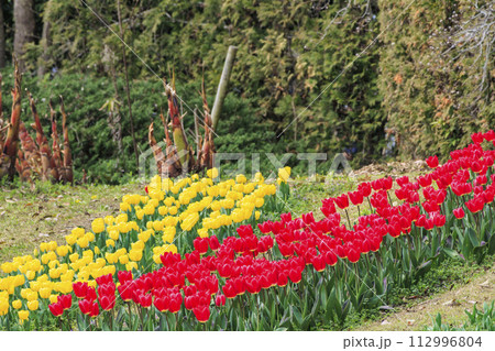 馬見丘陵公園 満開の桜とチューリップ と春の花々 馬見丘陵公園 満開の桜とチューリップ と春の花々 112996804