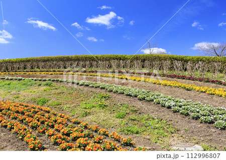 馬見丘陵公園　満開の桜とチューリップ と春の花々 112996807