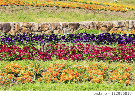 馬見丘陵公園 満開の桜とチューリップ と春の花々 馬見丘陵公園 満開の桜とチューリップ と春の花々 112996810