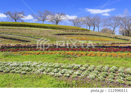馬見丘陵公園 満開の桜とチューリップ と春の花々 馬見丘陵公園 満開の桜とチューリップ と春の花々 112996811