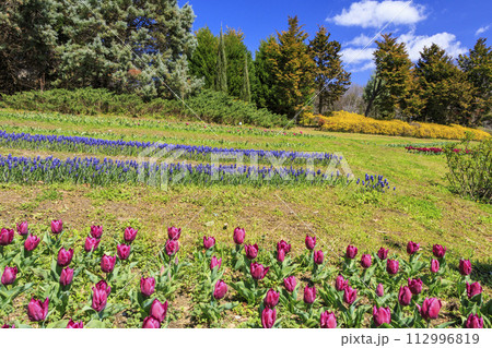 馬見丘陵公園 満開の桜とチューリップ と春の花々 馬見丘陵公園 満開の桜とチューリップ と春の花々 112996819