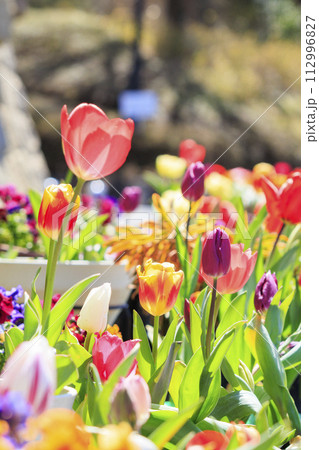 馬見丘陵公園　満開の桜とチューリップ と春の花々 112996827