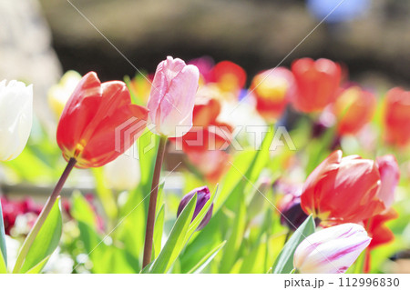 馬見丘陵公園 満開の桜とチューリップ と春の花々 馬見丘陵公園 満開の桜とチューリップ と春の花々 112996830