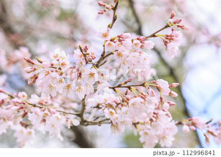 馬見丘陵公園　満開の桜とチューリップ と春の花々 112996841