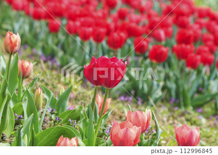 馬見丘陵公園　満開の桜とチューリップ と春の花々 112996845