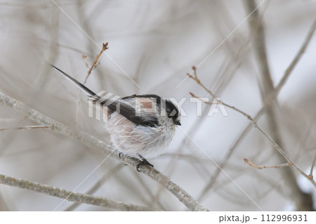 エナガ エナガ 112996931