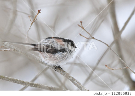 エナガ エナガ 112996935