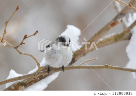 エナガ エナガ 112996939