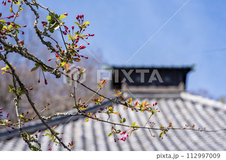 鎌倉243 光則寺23 海棠 鎌倉243 光則寺23 海棠 112997009