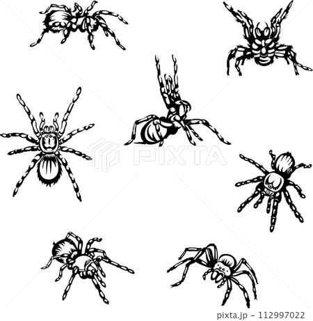 spider, tarantula, insect, danger, bite, black, vector, graphics, design, sign, image, isolated, illustration, picture, large, eyes, fang, hairs, paws, object, drawing, symbol 112997022