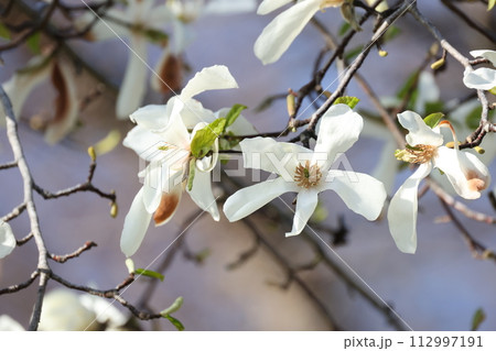 開花した白いコブシの花 開花した白いコブシの花 112997191