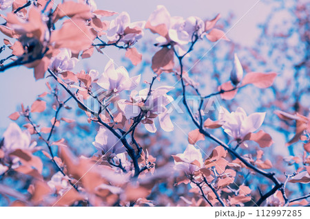 Blossoming Magnolia tree. Pink magnolia flowers. Natural vintage flowers background 112997285