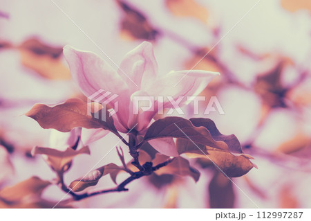Blossoming Magnolia tree. Pink magnolia flowers. Natural vintage flowers background Blossoming Magnolia tree. Pink magnolia flowers. Natural vintage flowers background 112997287