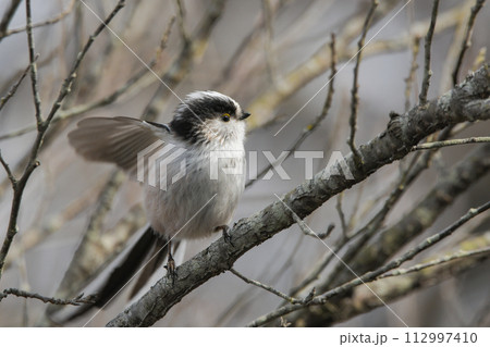 エナガ エナガ 112997410