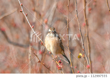 モズ モズ 112997555