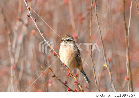 モズ モズ 112997557