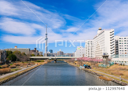 東京都 河津桜が咲く春の旧中川と東京スカイツリーの見える風景 東京都 河津桜が咲く春の旧中川と東京スカイツリーの見える風景 112997648