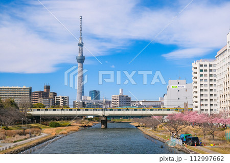 東京都 河津桜が咲く春の旧中川と東京スカイツリーの見える風景 東京都 河津桜が咲く春の旧中川と東京スカイツリーの見える風景 112997662