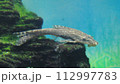 オトシンネグロ 112997783