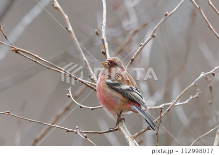 ベニマシコ 112998017