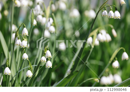 群生して咲く白いスノーフレークの花 112998046