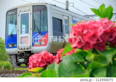 紫陽花と特急「しまんと」（JR四国） 112998075