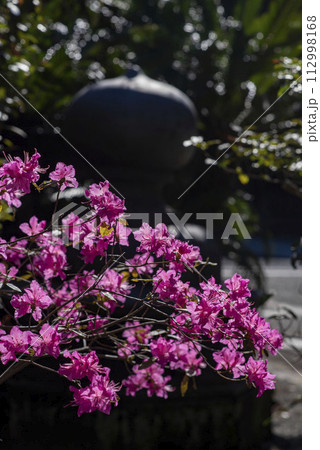 鎌倉243　妙本寺10　ツツジ 112998168