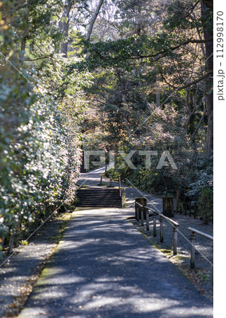 鎌倉243　妙本寺12　新緑 112998170