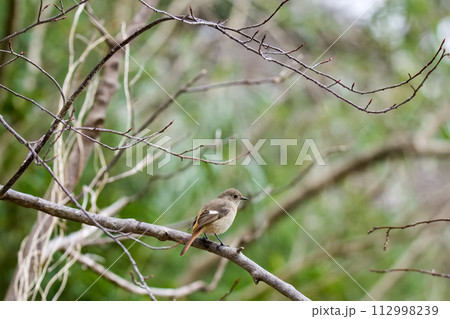 何かを見つめるジョウビタキ 112998239