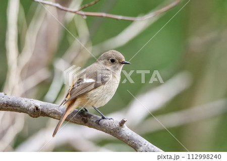 木に留まるジョウビタキ 木に留まるジョウビタキ 112998240