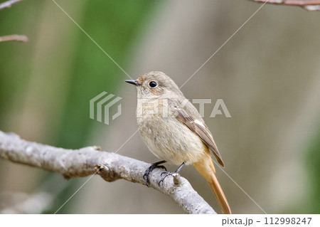 木に留まるジョウビタキ 木に留まるジョウビタキ 112998247