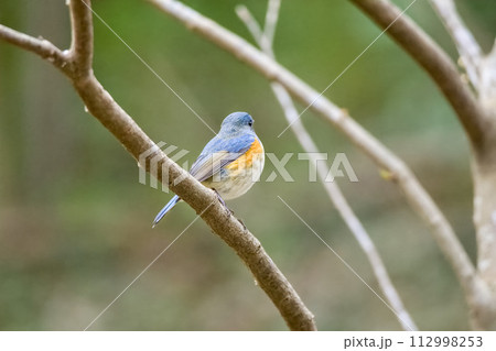 木に留まるルリビタキ 木に留まるルリビタキ 112998253