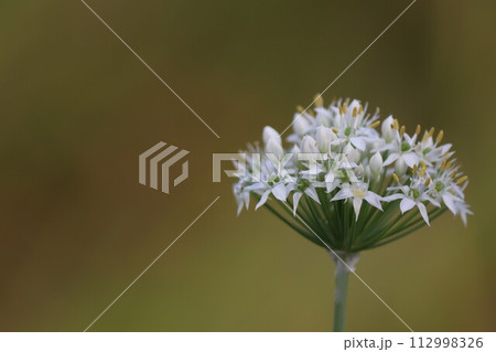 白いニラの花 112998326