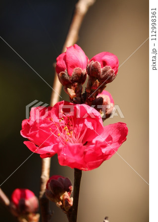 ハナモモ ハナモモ 112998361