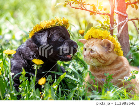 The little kitten and the puppy are crowned with a wreath of dandelion flowers. Kitten and puppy sit on the grass 112998646