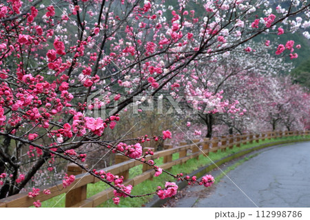 引地橋の花桃 春を彩る (高知県 仁淀川町) 引地橋の花桃 春を彩る (高知県 仁淀川町) 112998786