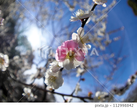 春の訪れを告げる源平咲きの梅の花 春の訪れを告げる源平咲きの梅の花 112998842