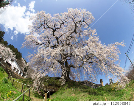長野県飯田市の桜のある風景 長野県飯田市の桜のある風景 112998843