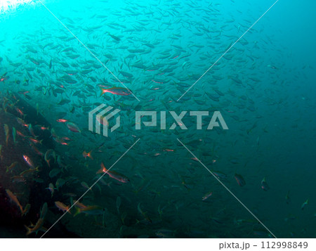 濃い青色の海を泳ぐ魚の群れ 濃い青色の海を泳ぐ魚の群れ 112998849