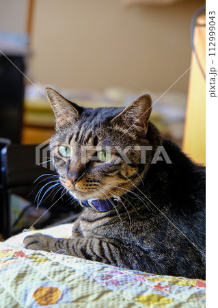 室内で伏せているキジトラ猫 室内で伏せているキジトラ猫 112999043