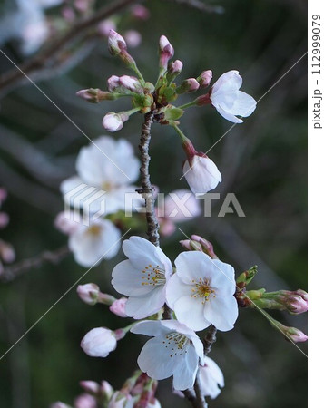 咲き始めた桜（境界通り線添緑地のソメイヨシノ） 112999079