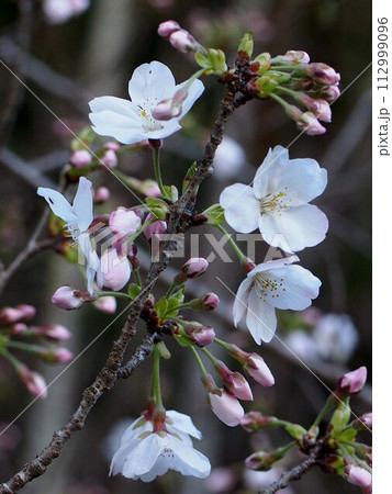 咲き始めた桜の花（境界通り線添緑地のソメイヨシノ） 112999096