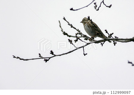 枝にとまるカシラダカ 112999097