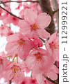 春の陽光を浴びる桜 112999221