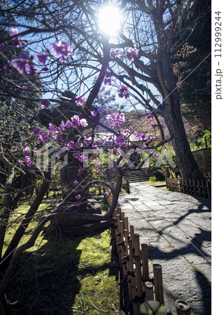 鎌倉243 安国論寺4 ツツジ 鎌倉243 安国論寺4 ツツジ 112999244