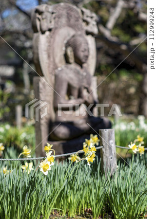 鎌倉243 安国論寺8 水仙 鎌倉243 安国論寺8 水仙 112999248