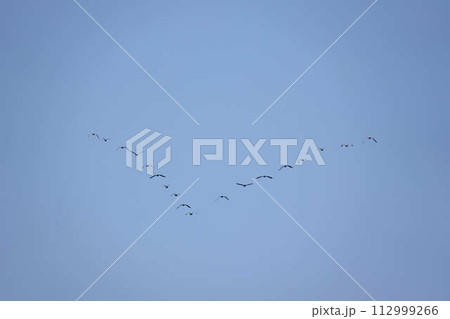 V字隊列で飛ぶ海鳥の群れ V字隊列で飛ぶ海鳥の群れ 112999266