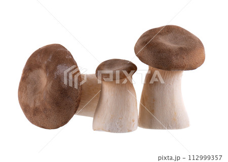 King oyster mushroom isolated on white background. Pleurotus eryngii mushroom. 112999357