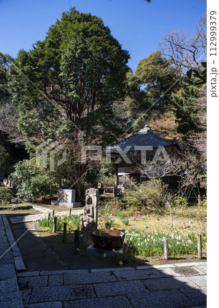鎌倉243 安国論寺12 水仙 鎌倉243 安国論寺12 水仙 112999379